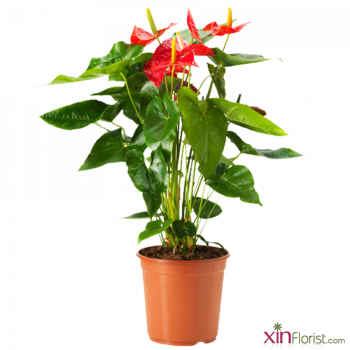 anthurium-plant-900