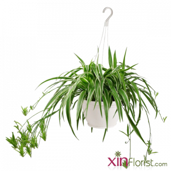 chlorophytum_spider_plant-900